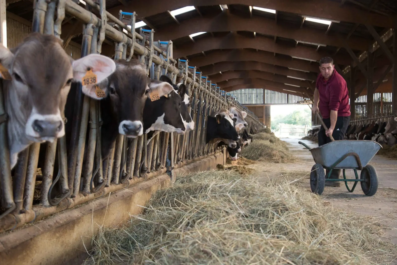 Valentin-farmers-dairy-cow-milking-grand-fermage